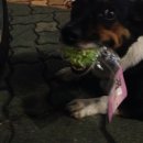 잠실동물병원 이미지