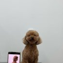 큐티몽 이미지