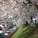 남대천제방길 이미지