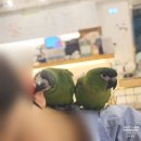 레인보우 앵무 | 250927_ 목동앵무새카페 리프패럿 신정점 솔직 후기 | 귀여운 앵무새와 교감할 수 있는 신정네거리...