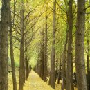 송정제방길 이미지