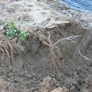 국산1로 이미지