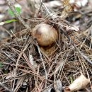 삼척산양농산촌체험마을 이미지