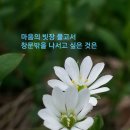벼룩나물 이미지