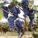 안곡농장 | 고향의 추억 남양