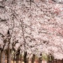 꽃내음가득 이미지