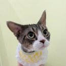 미야옹실 이미지