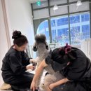 더독그루머스 이미지