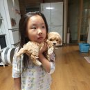 언니야PC 이미지