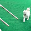 디디애견미용 | 안산 애견까페 멍쓰런 다녀왔어요