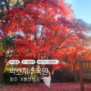 부흥로 버즘나무테마거리 | 경기도 단풍 명소 11월축제 파주 가볼만한곳 벽초지수목원