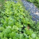 평남농장 이미지