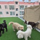 빅독 | 부산 대형견유치원 대형견전문케어 대형견호텔 빅독크루 이용 후기