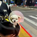 묘묘 | 홍대 사주 묘묘타로 내돈내산 찐 후기
