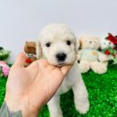 스탠푸켄넬 이미지