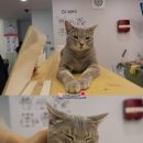 냥이와 양이 이미지