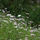 여우메디 이미지