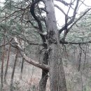 금강신세 이미지