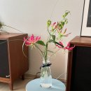 하우스피스 이미지