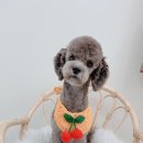 늘 사랑스럽개 이미지