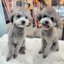 펫바스로 동탄 이미지