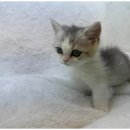 행복한강아지와고양이 이미지