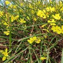 봄마중(2월에는) 이미지