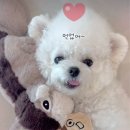 프라이펫 이미지