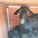 화천청정흑염소농장 이미지