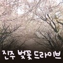 경남과학고등학교 | 진주 벚꽃 드라이브, 월아산숲속의진주 개화 현황(4.1)