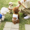 아꼬떼