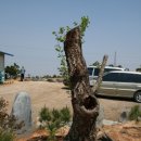 느티나무농원 이미지