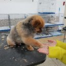 고려애견 이미지