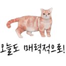 몽드펫 이미지