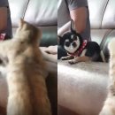 큐리애견 이미지