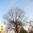 회화나무 도서관 이미지