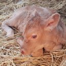 청계 한우 농장 이미지