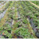 철환농장 이미지