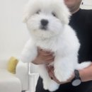 송도프라자약국 | 인천꼬똥분양,청라꼬똥분양,송도꼬똥분양,부산꼬똥분양,꼬똥분양후기