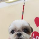 굿데이멍 이미지