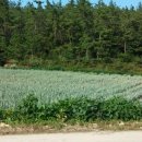 시니어댄스 (고급) 이미지