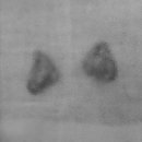 괴산동물병원 이미지