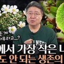 세상에서 가장 작은 나무는?🌳 척박한 환경 속 풀보다 작은 생존 달인들! 이미지