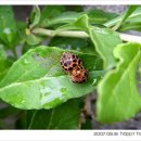 행복한나무집 이미지