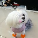 장보는강양이