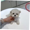 이소퍼피 강아지 남양주점 | 남양주강아지분양, 퍼피에몽에서의 행복한 경험