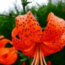 정안사랑약국 이미지