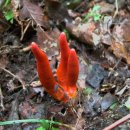 최악의 맹독성 독버섯 (붉은사슴뿔버섯과 독우산광대버섯) 이미지