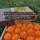 나무샘 | 제주감귤 레드향 설선물세트 추천 제주특산품 귤샘농원 직거래 후기