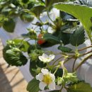 응골농장 | [강원도 여행] 속초 가족 여행 추천: 응골딸기 딸기 수확 체험 후기